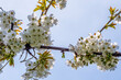 The beautiful white blossom of the sweet cherry in the Betuwe, the Netherlands