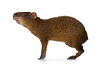 Agouti aka Dasyprocta standing side ways. Looking ahead and away from camera. Nose up smelling. Isolated on a white background.