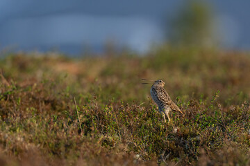 Wall Mural - Great snipe (Gallinago media)