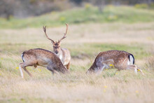 Two Fallow Deer, Dama Dama, Male Fight During Rutting Season.