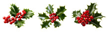Christmas Sprig Holly Leaves And Berries On Transparent Background Cutout. PNG File. Many Assorted Different Design. Mockup Template For Artwork Design