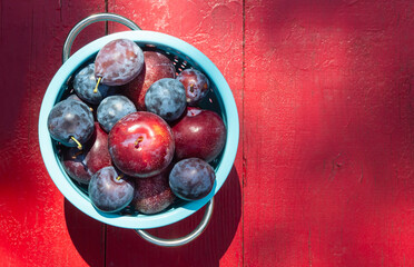 Wall Mural - Variety of fresh picked plums in a blue colander on a red wood table