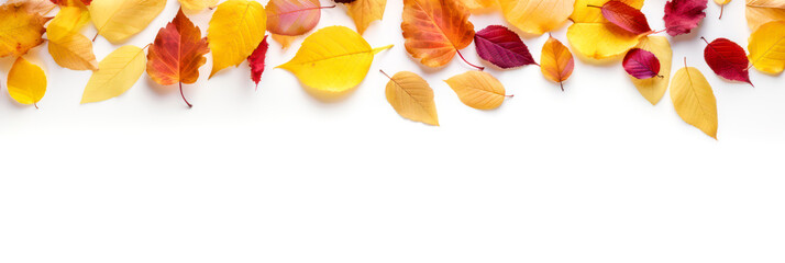 Wall Mural - autumn leaves as panorama background