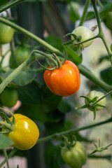 Poster - Red, ripe tomato on a bush in a greenhouse. Tomatoes in a greenhouse. Plantation of tomatoes. Organic farming, growth of young tomato plants in a greenhouse.