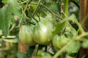 Aufkleber - A lot of green tomatoes on a bush in a greenhouse. Tomato plants in greenhouse. Green tomatoes plantation. Organic farming, young tomato plants growth in greenhouse.