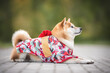 © Anna Darahan - Beautiful red white japanese shiba inu dog in kimono with red bow on the back laying sideways on a stone tile in morning sunny summer park on the background of light green trees