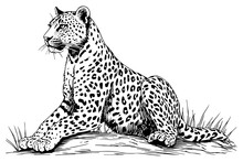 Black And White Hand Drawn Ink Sketch Of Sitting Leopard. Vector Illustration.