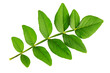 © Елена Челышева - green acacia leaf, bought by fire, isolated on a white background