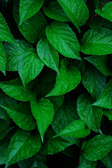 Wall Mural - green leaf with water drops after rain, natural background