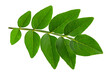 © Елена Челышева - green acacia leaf, bought by fire, isolated on a white background