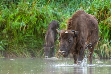 Wall Mural - The European Bison, Wisent, Bison bonasus. Wild animal in its habitat in the Bieszczady Mountains in the Carpathians, Poland.