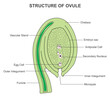 Structure of ovule.The ovule in a plant consists of integuments surrounding the embryo sac, which contains the egg cell.