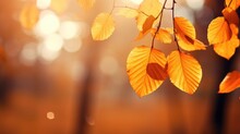 Beautiful Orange And Golden Autumn Leaves Against A Blurry Park In Sunlight With Beautiful Bokeh. Natural Autumn Background