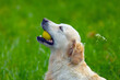 © Birgit Reitz-Hofmann - Golden Retriever Dog with ball  in his mouth
