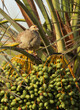 © Dr Ajay Kumar Singh - Grey francolin perched on Date palm with graan dates at Hamala, Bahrain