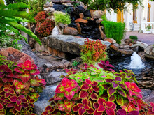Colorful Coleus Plant Near A Small Man-made Waterfall With A Fountain Near One Of The Ancient Thai Temples.