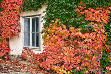 The Wall Of An Old House Covered With Colorful Creeper Leafs Autumn Season Vienna Austria