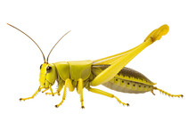 Realistic Grasshopper Isolated On Transparent Background - Generative AI