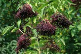 Fototapeta  - Close up of fruits of Sambucus nigra (elder, elderberry, black elder, European elder, European elderberry) on bush. It is medicinal plant