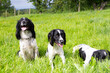 © Eileen - Smile for the camera! Three spaniel dogs outdoors in field ,two sitting beautifully whilst the other naughty dog sniffs in the grass paying no attention to having her photograph taken.