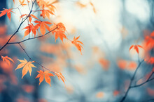 Japanese Maple Tree In Autumn Season