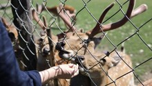Female Hands Feed A Herd Of Bambi Deer Behind A Caged Fence. Deer Are Walking In The Zoo. Close-up
