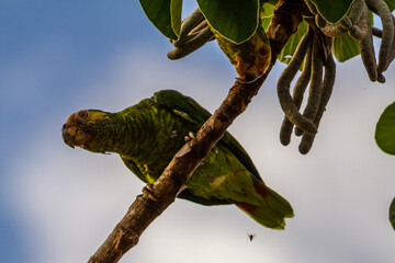 Canvas Print - bird on branch