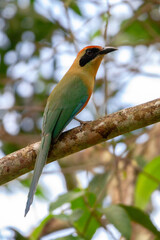 Sticker - bee eater perched on a branch