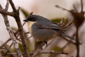 Sticker - female house sparrow