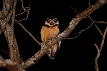 Poster - bird on a branch