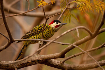 Sticker - red headed woodpecker