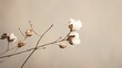  a branch with cotton flowers in front of a gray background.  generative ai