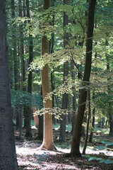 Poster - Wald im Fruehling