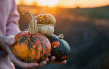 Woman Holding Pumpkins In Autumn Sunlight
