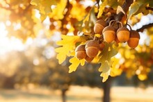 Autumn Yellow Leaves Of Oak Tree With Acorns In Autumn Park. Fall Background With Leaves In Sun Lights With Bokeh