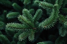Beautiful Green Fir Tree Branches Close Up. Christmas And Winter Concept
