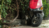 Fototapeta Kuchnia - Sozopol, kot na ulicy, w mieście, czerwony skuter, zainteresowany, ciekawski kot, patrzy, tło