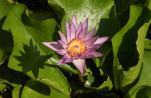 Pink Purple Water Lily And Shadow In Pond