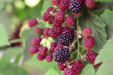 Blackberry Bush With Ripe And Green Berries	