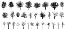 Bare Deciduous Trees Silhouette, Set. Beautiful Different Leafless Trees.  Vector Illustration