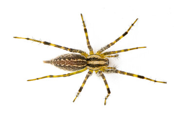 American grass spider - a genus of funnel weaver arachnid in the Agelenopsis sp genus. They construct a non sticky sheet of silk with a round opening. Isolated on white background top dorsal view