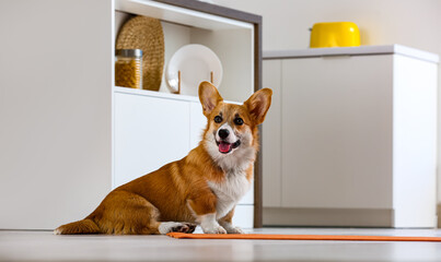 Wall Mural - Cute Corgi dog sitting on yoga mat in kitchen