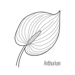 Wall Mural - Hand drawn anthurium flower. Hawaiian beautiful plant in doodle style. Sketch of Exotic flower of Anthurium isolated on white background. Decorative design element. Vector illustration