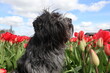 Schapendoes, Dutch Sheepdog, among the tulips