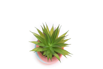 closeup of a small cactus isolated on a white background with copy space
