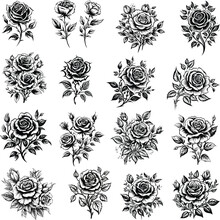 Set Of Isolated Rose Hand Drawn Style. Silhouette On White Background Rose Flowers