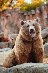 Wall Mural - brown bear sitting looking straight ahead while opening its mouth.