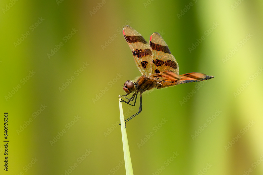 Halloween Pennant (Celithemis eponina) Dragonfly, common flying insect species in Minnesota and a native. Distinctive orange color with dark wing bands. Often seen buzzing around wetlands