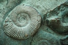 Fossils,ammonites,nautilus,mollusc