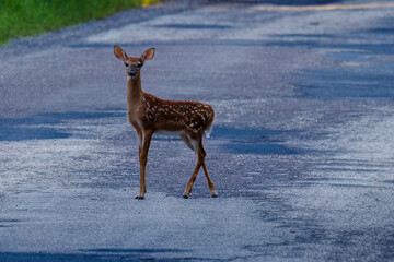 Wall Mural - White-tailed deer (Odocoileus virginianus) fawn with spots standing on an old asphalt road during summer. 
